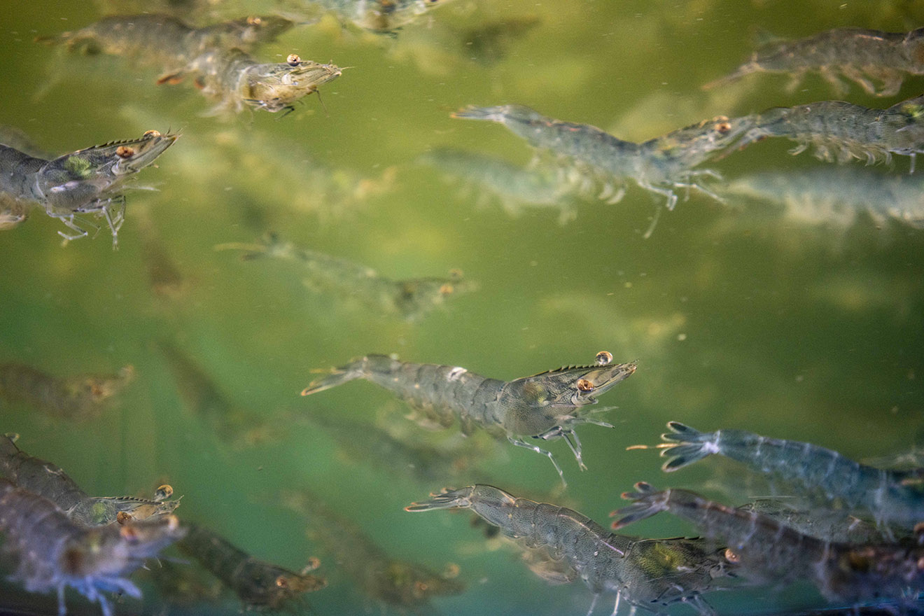 Farmers look at an emerging industry with aquatic livestock